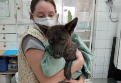 Dogxim: questo animale è il primo ibrido tra cane e volpe al mondo