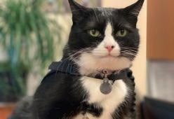 Animali da terapia dell’aeroporto: nella squadra c’è il gatto Duke