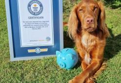 Il cane record che mette le monete nel salvadanaio