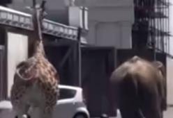 Cinecittà: un elefante e una giraffa fuggono dagli studios di Roma