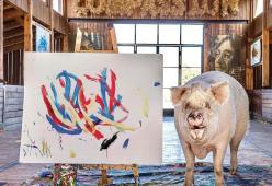 Il talento di Pigcasso, la scrofa pittrice salvata dal macello