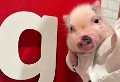 Mipig Café: i bar giapponesi dove si possono coccolare i maialini