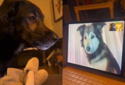 Due cani si rivedono in video call: la reazione è dolcissima