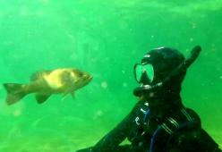 La commovente amicizia tra un sub e un pesce nel Wisconsin: la storia