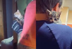 Un gattino si incastra nel condotto dell'aria: il salvataggio emoziona