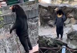 Cina: orso o uomo in costume? Il mistero del video girato in uno zoo
