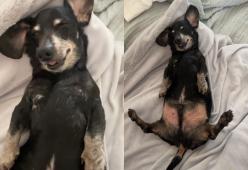 Cane finge di dormire per evitare la passeggiata: il video è virale