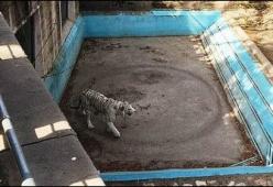 Il video straziante della tigre depressa che gira in tondo commuove il mondo