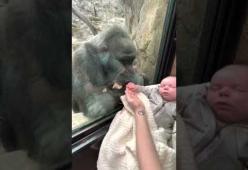 Oggi è la giornata mondiale del gorilla: la festeggiamo con un video commovente
