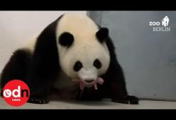 Due cuccioli di panda nati allo Zoo di Berlino: il video è tenerissimo