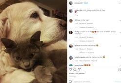 Su Instagram tutti pazzi per la gatta con 4 orecchie