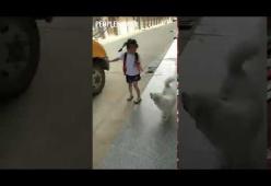 Questo cagnolino accompagna la sua padrona allo scuolabus e la va riprendere ogni giorno