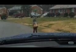 USA: padre punisce il figlio bullo facendolo andare a scuola a piedi sotto la pioggia