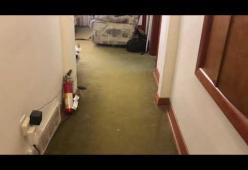 Cane finge di avere male alla zampa, ma quando capisce che non uscirà guarisce subito 
