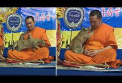 Monaco buddista “disturbato” da un gatto durante le preghiere