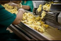 Ecco come vengono allevati i pulcini nelle industrie (video)