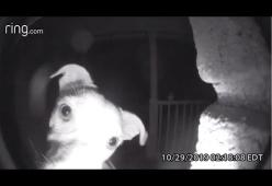 Resta chiuso fuori di casa e suona il campanello (2 volte): era il cane