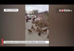 Thailandia: centinaia di scimmie in lotta per accaparrarsi il cibo