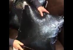 Il cuscino sirena che ha fatto impazzire il mondo