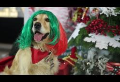Il messaggio di Sia e Radio Bau per Natale: "I cuccioli sono per sempre". Guarda il video