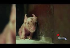 Ecco com'è la vita di un maialino in gabbia: il video che fa riflettere