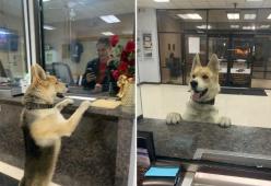 Cane si perde e va alla Polizia per denunciare la sua scomparsa
