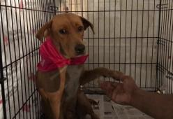 Vicky tra i cani e gatti senza casa: ecco la grande maratona per l'adozione di Miami