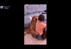 Questo cagnolone protegge la bimba mentre la mamma la rimprovera