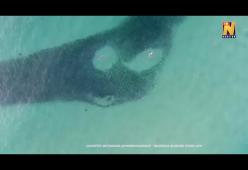 Lo spettacolare video della nuotata tra salmoni e... squali 