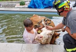 Una mucca finisce nella piscina di una villa per il caldo