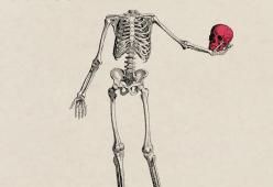 Bones
