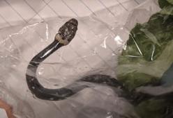 Sydney: comprano una busta di insalata e dentro sbuca un serpente