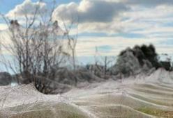 Invasione di ragni in Australia: milioni per le strade
