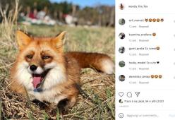 Lui la salva da un allevamento di animali da pelliccia: ora sono amici 
