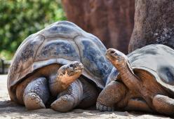 Ecco perché le tartarughe giganti delle Galapagos sono così longeve