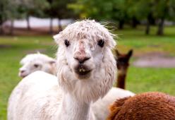 Oggi è la Giornata Mondiale degli Animali, ma solo di quelli belli? 