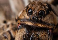 Ci sono molte specie di animali che mangiano i loro figli. Quali e perché?