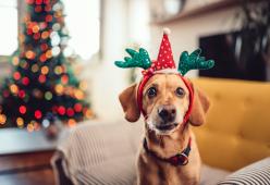 Il cane mangia un regalo sessuale molto imbarazzante: indovina quale!
