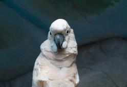 I pappagalli cacatua riescono a giocare a biliardo per una nocciolina