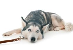 New York: l’husky non può prendere l’aereo: lo abbandonano in aeroporto 
