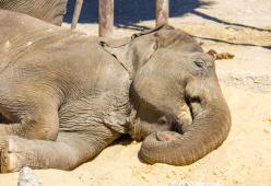 Vuole farsi un selfie con un elefante: l’animale lo uccide e i ranger lo abbattono
