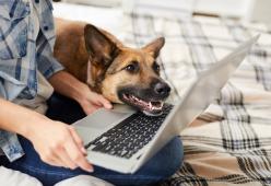 I cani riescono a riconoscere il padrone anche nelle foto, lo rivela uno studio