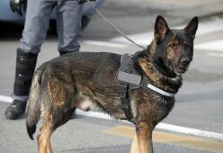 La polizia porta in classe i cani antidroga per sensibilizzare sulle droghe: la lezione finisce con 3 arresti
