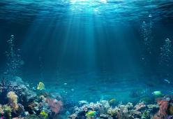 Nell'oceano si nascondono creature mai viste prima
