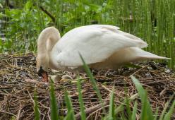Mamma cigno muore di crepacuore: le hanno distrutto nido e uova a sassate