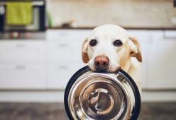 
Non può permettersi di comprare la pappa del cane: il web la sommerge di croccantini
