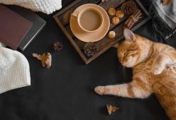 Il Crazy Cat Cafè vittima di shitstorm a causa di un twitcher molesto
