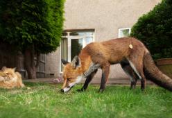 Il gatto e la volpe ogni sera insieme a cena nel giardino di casa
