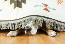 Proteggere i cani dai botti di Capodanno è possibile: ecco come