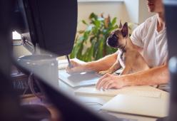 L'azienda propone ai dipendenti di tornare dallo smart in ufficio portandosi il cane
